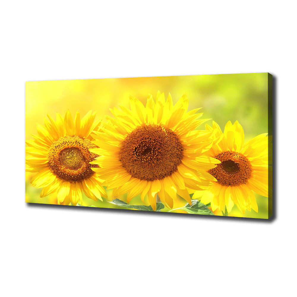 Tableau sur toile Plante de tournesol