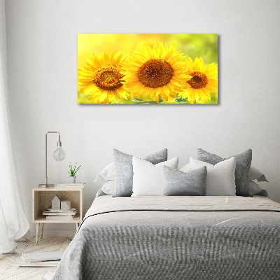 Tableau sur toile Plante de tournesol