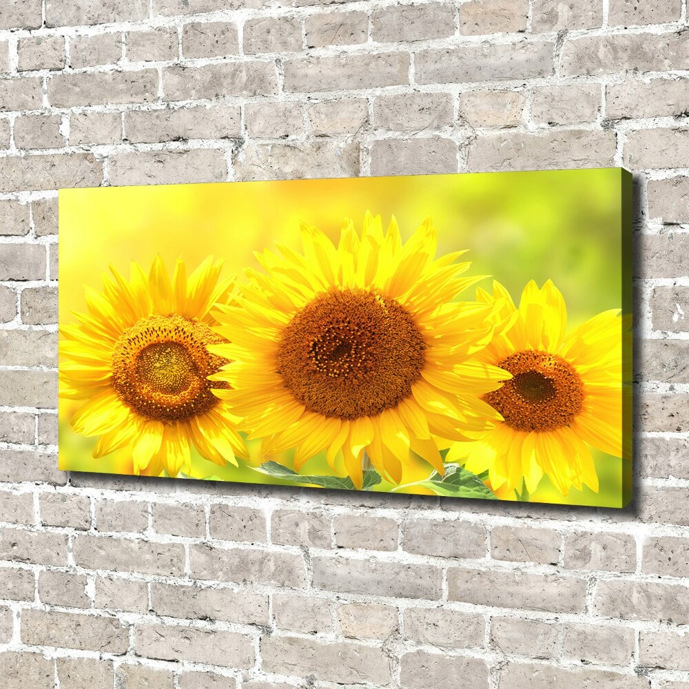 Tableau sur toile Plante de tournesol