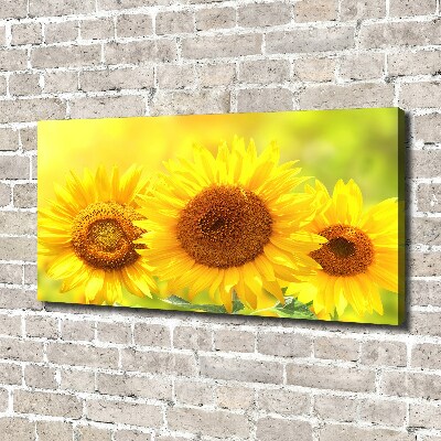 Tableau sur toile Plante de tournesol