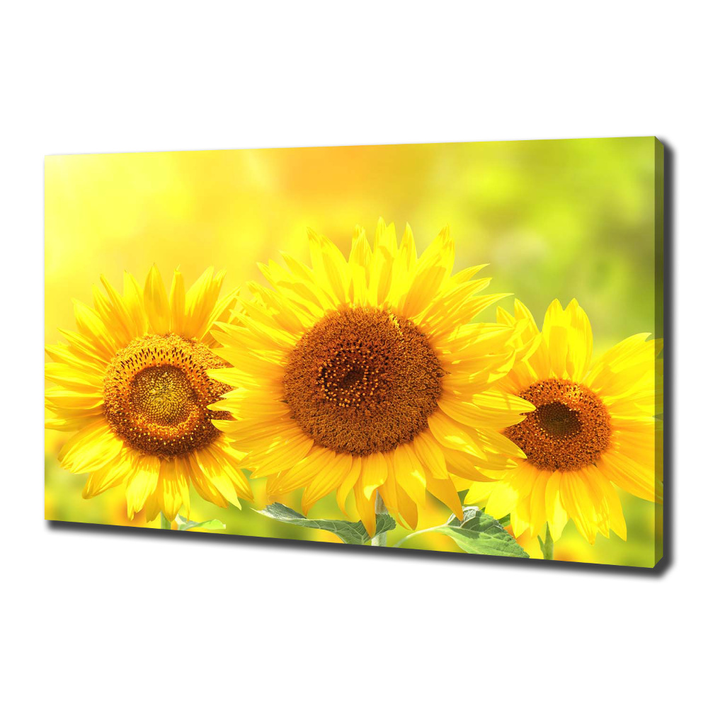 Tableau sur toile Plante de tournesol