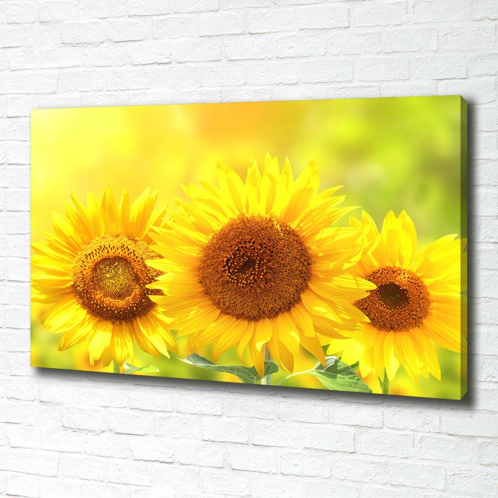 Tableau sur toile Plante de tournesol