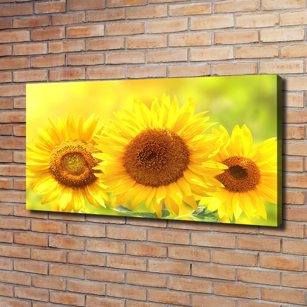 Tableau sur toile Plante de tournesol