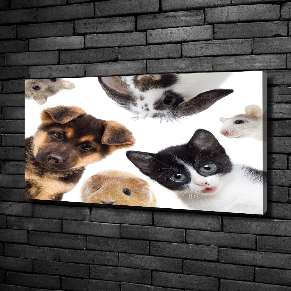 Tableau sur toile Animaux de compagnie