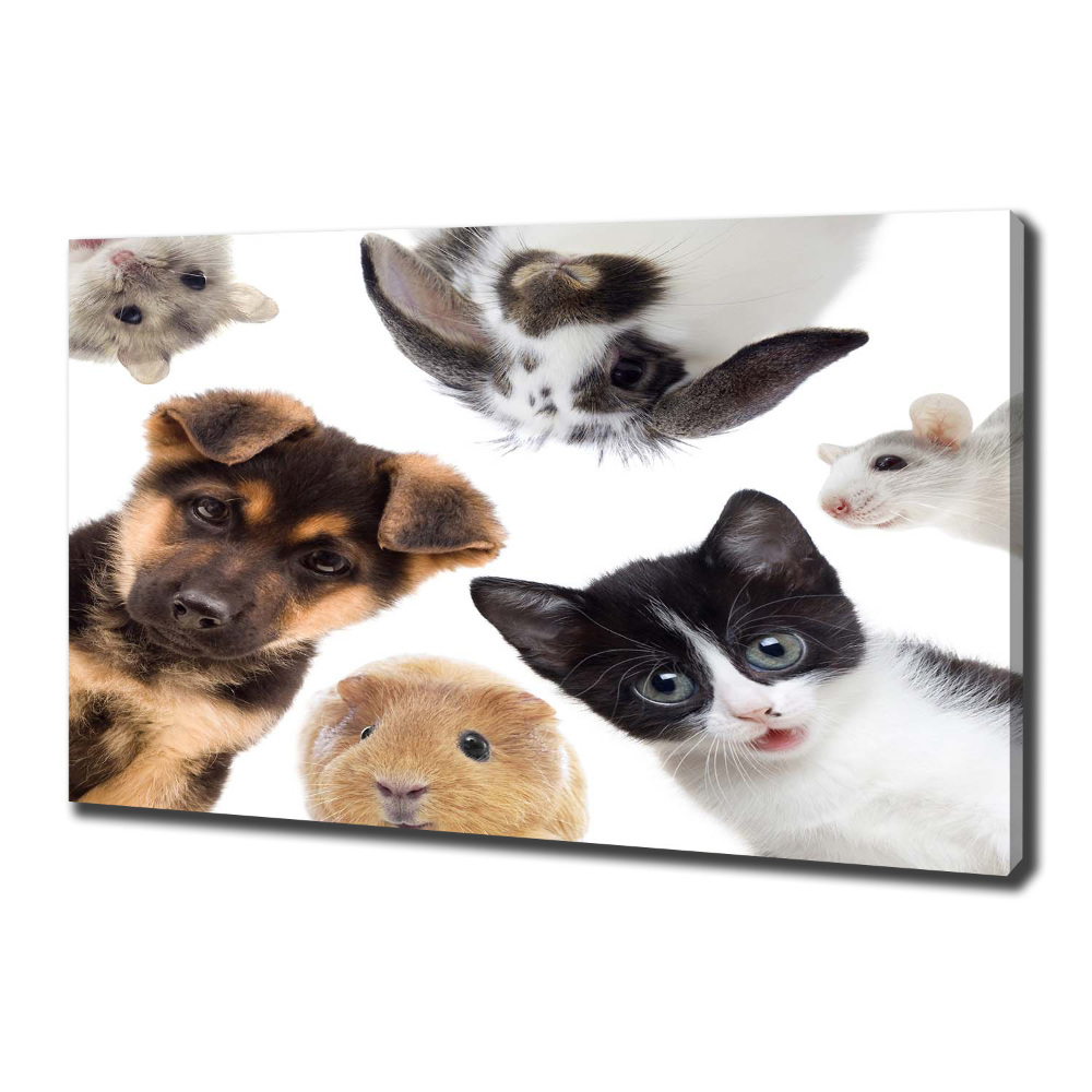 Tableau sur toile Animaux de compagnie