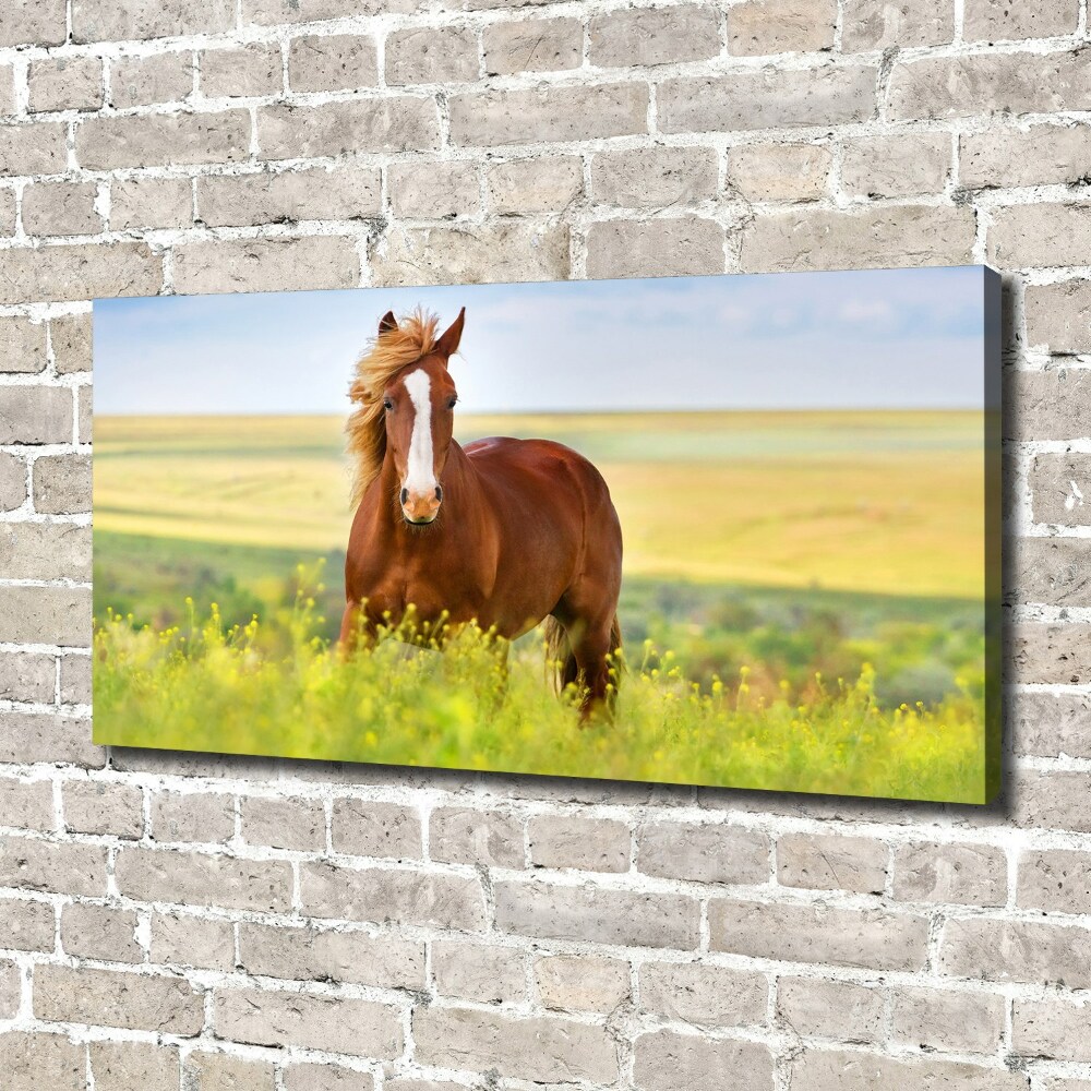 Tableau sur toile Cheval brun