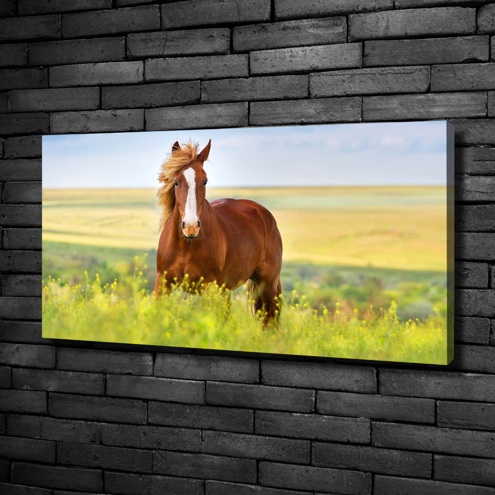 Tableau sur toile Cheval brun