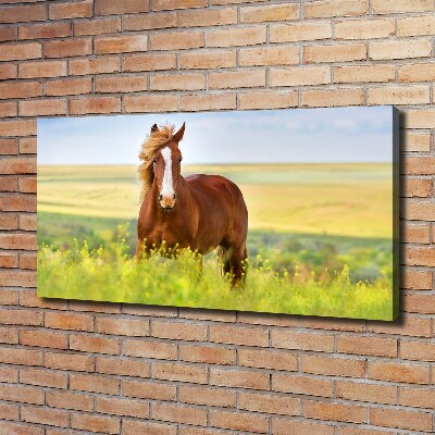 Tableau sur toile Cheval brun