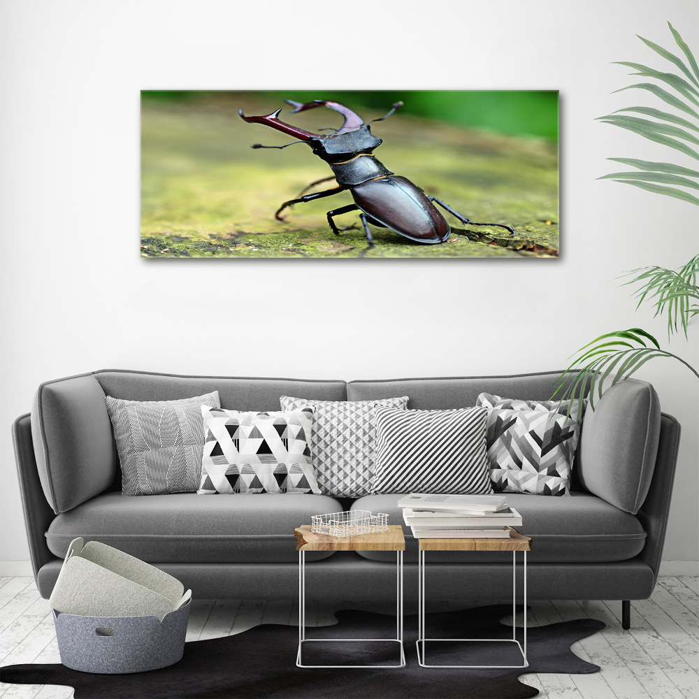 Tableau photo sur toile Coccinelle