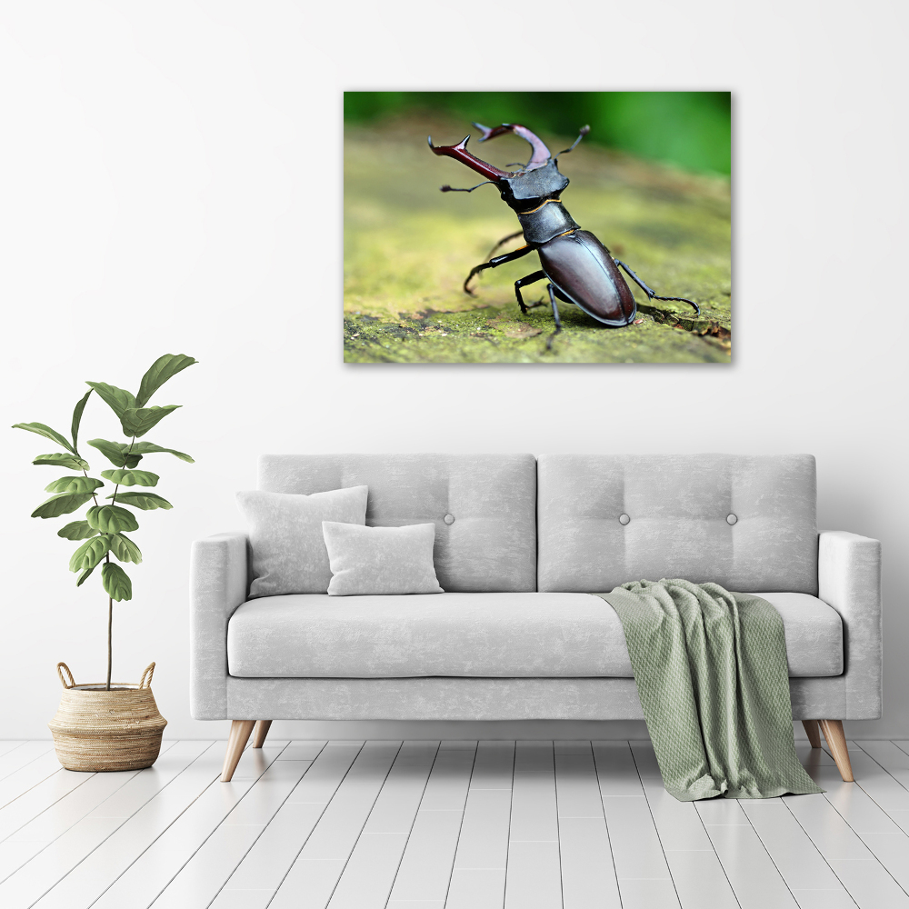 Tableau photo sur toile Coccinelle