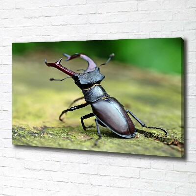 Tableau photo sur toile Coccinelle