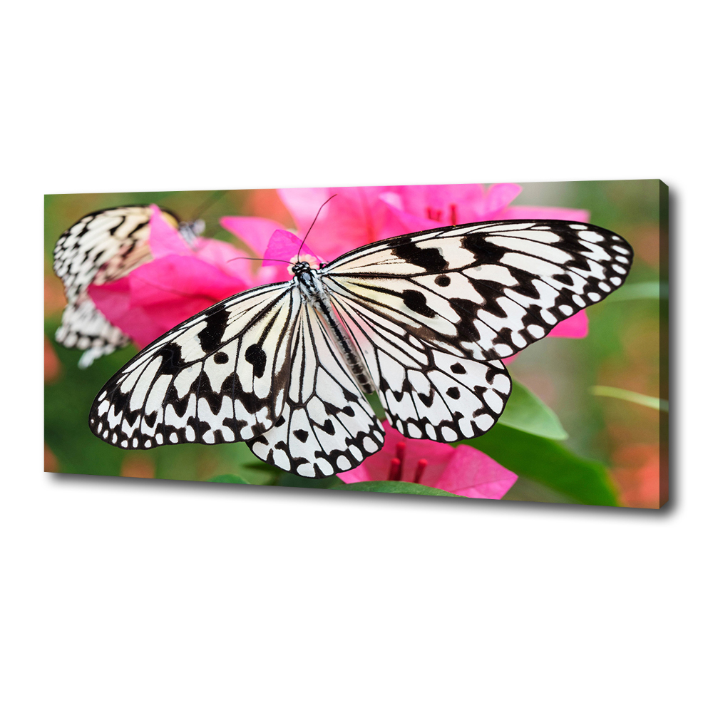 Tableau imprimé sur toile Papillon sur une fleur