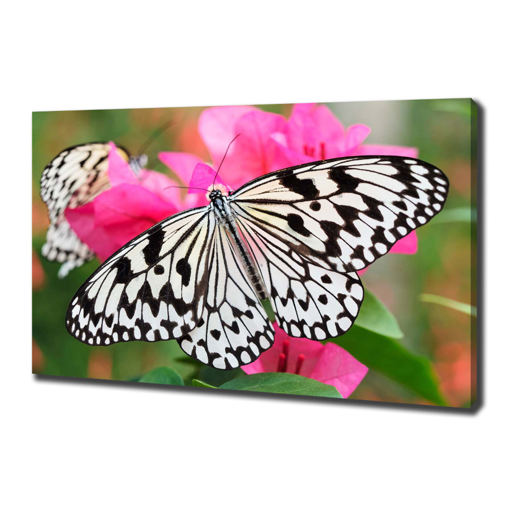 Tableau imprimé sur toile Papillon sur une fleur