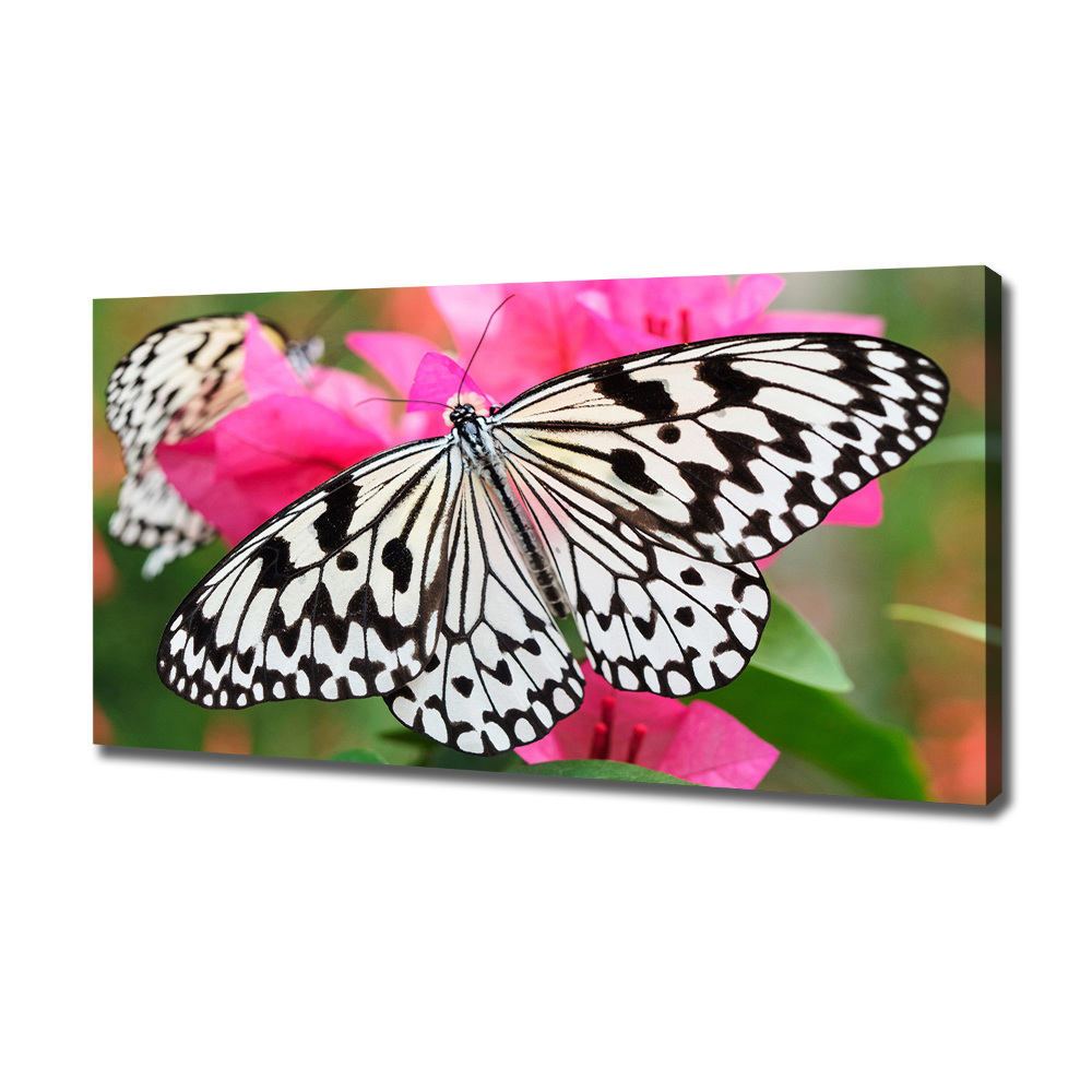 Tableau imprimé sur toile Papillon sur une fleur