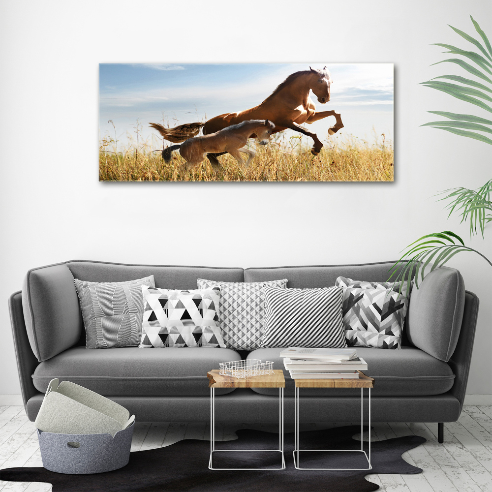 Tableau photo sur toile Jument et poulain