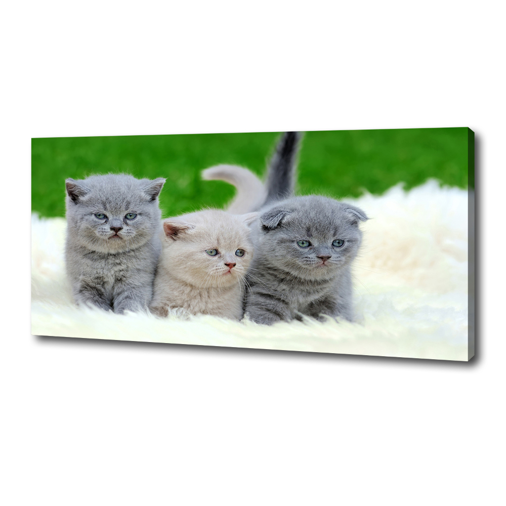 Tableau mural sur toile Trois chats sur une couverture