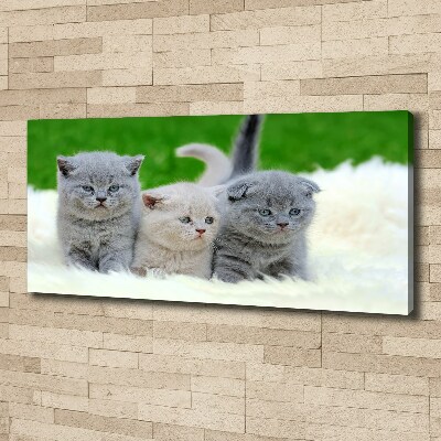 Tableau mural sur toile Trois chats sur une couverture