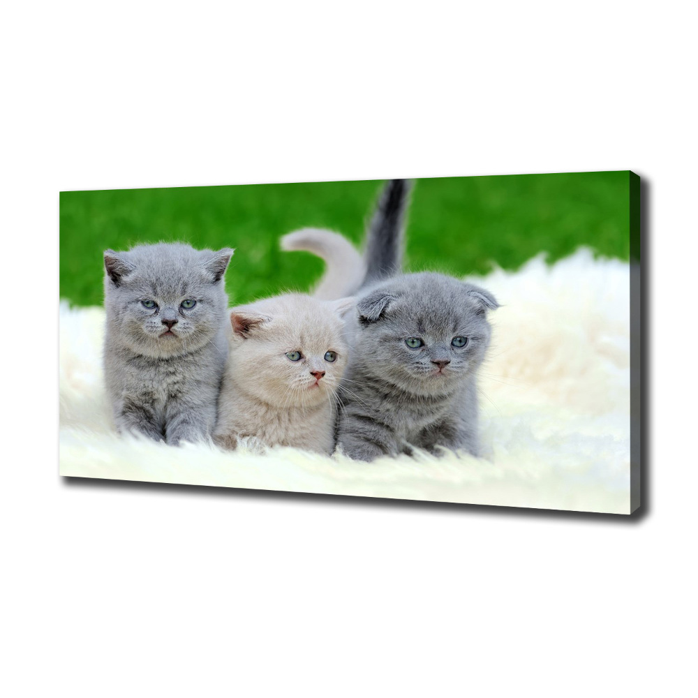 Tableau mural sur toile Trois chats sur une couverture