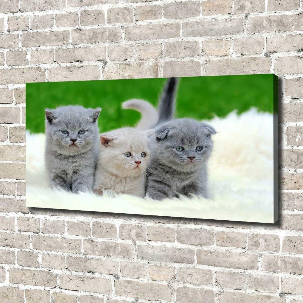 Tableau mural sur toile Trois chats sur une couverture