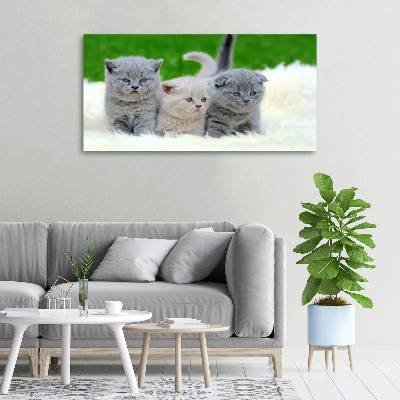 Tableau mural sur toile Trois chats sur une couverture