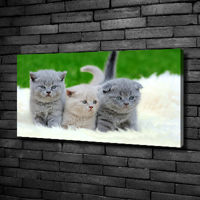 Tableau mural sur toile Trois chats sur une couverture