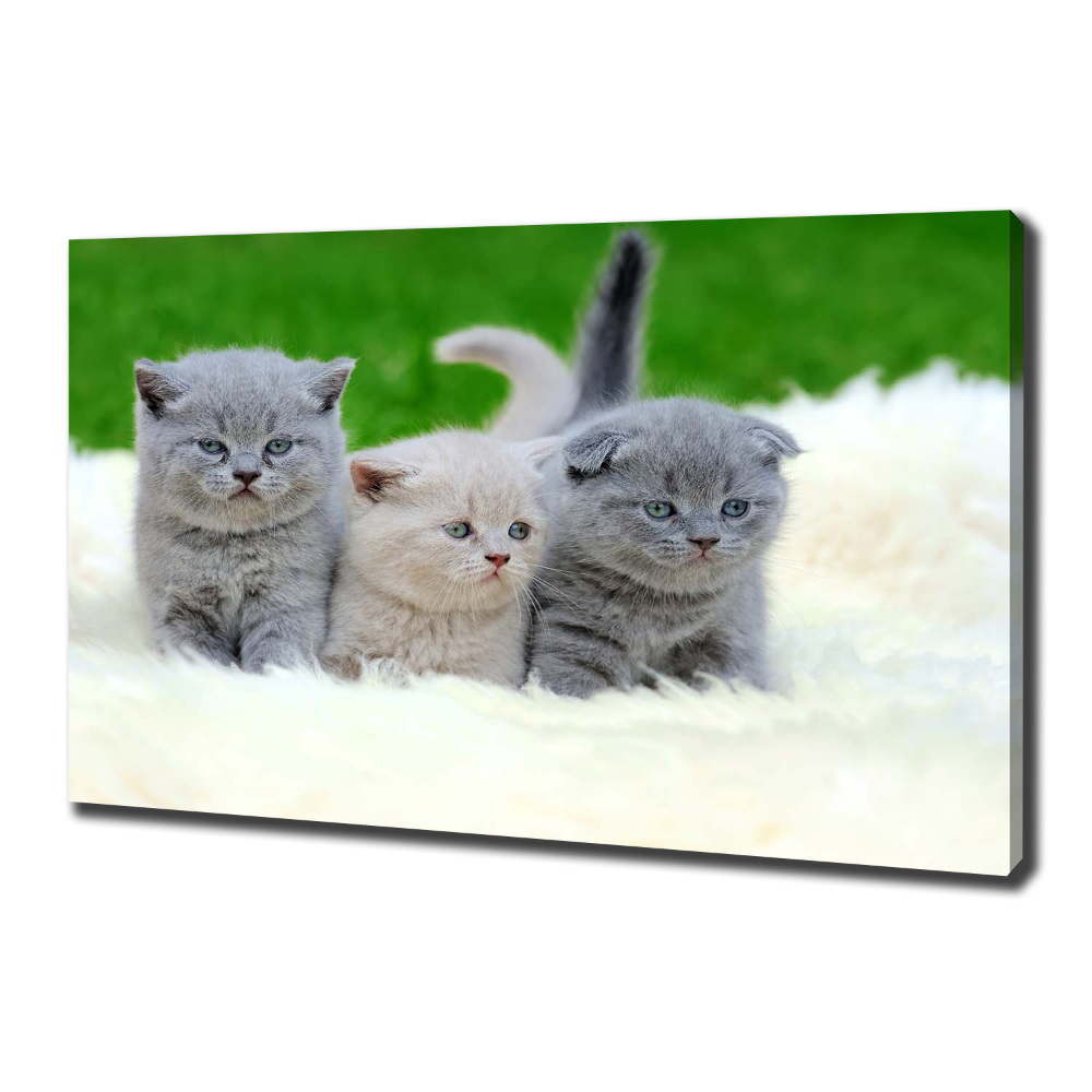 Tableau mural sur toile Trois chats sur une couverture