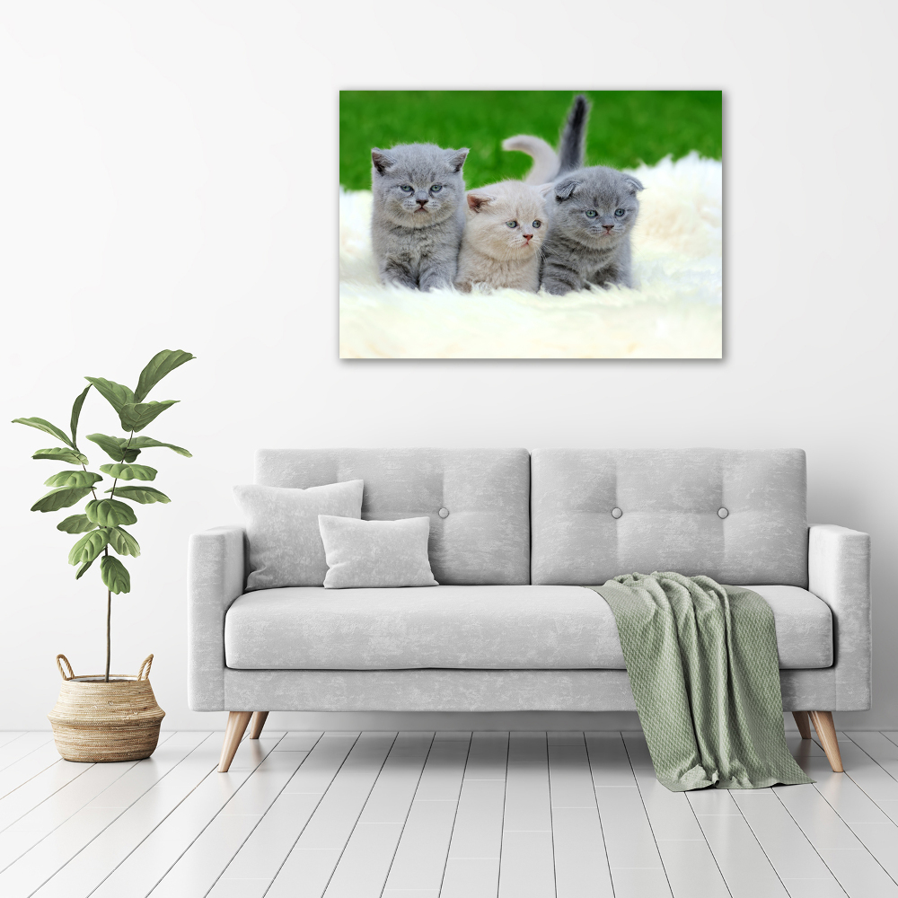 Tableau mural sur toile Trois chats sur une couverture