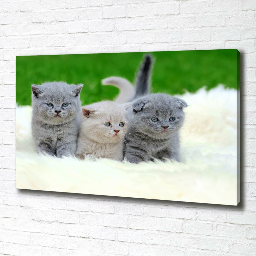 Tableau mural sur toile Trois chats sur une couverture