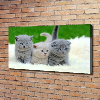 Tableau mural sur toile Trois chats sur une couverture