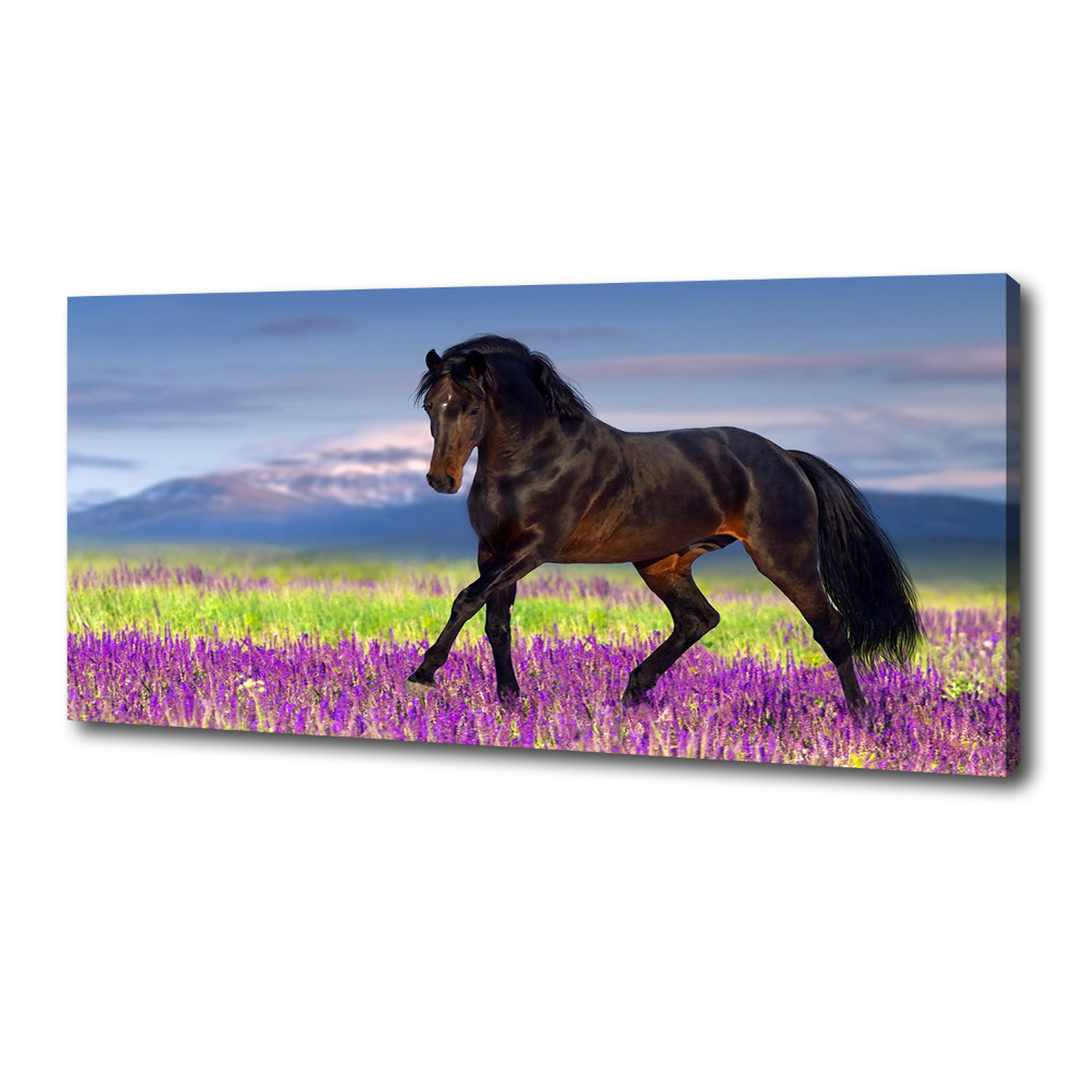 Tableau photo sur toile Cheval dans un champ de lavande