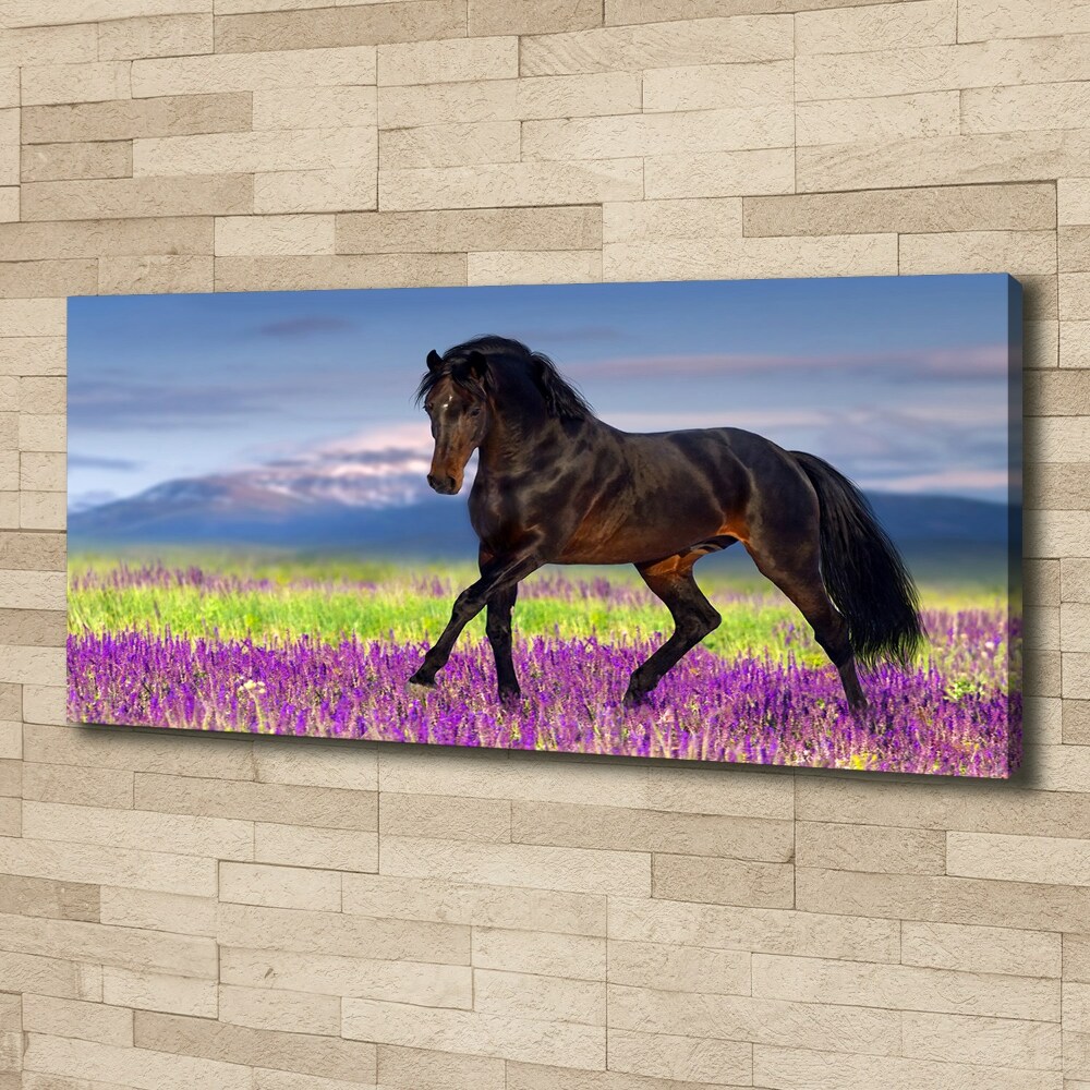 Tableau photo sur toile Cheval dans un champ de lavande