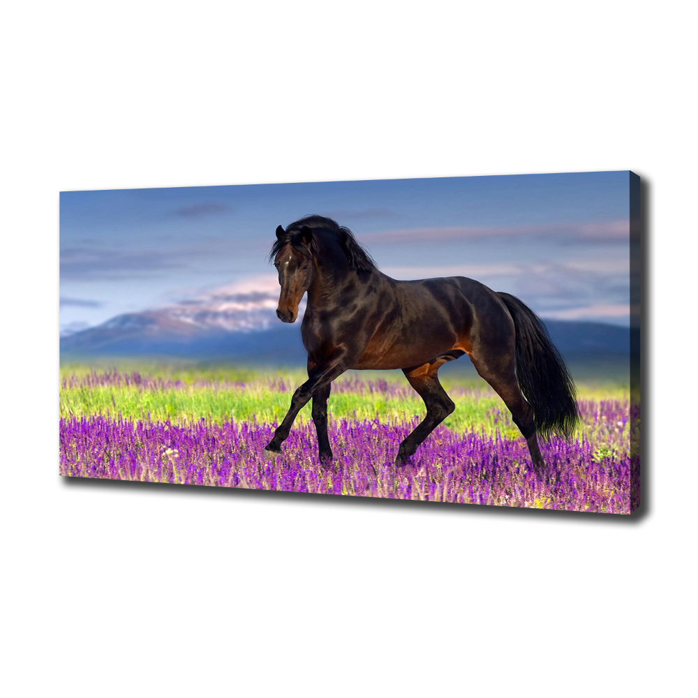 Tableau photo sur toile Cheval dans un champ de lavande