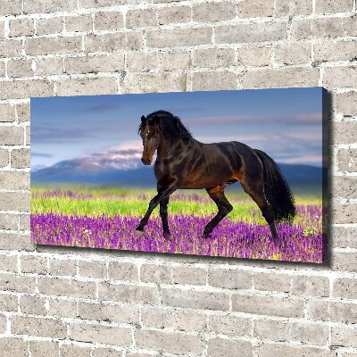 Tableau photo sur toile Cheval dans un champ de lavande