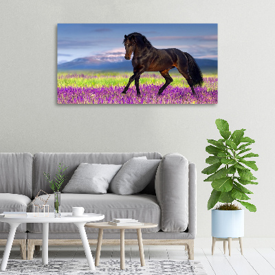 Tableau photo sur toile Cheval dans un champ de lavande