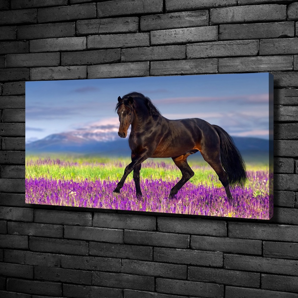 Tableau photo sur toile Cheval dans un champ de lavande