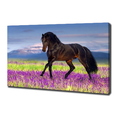 Tableau photo sur toile Cheval dans un champ de lavande