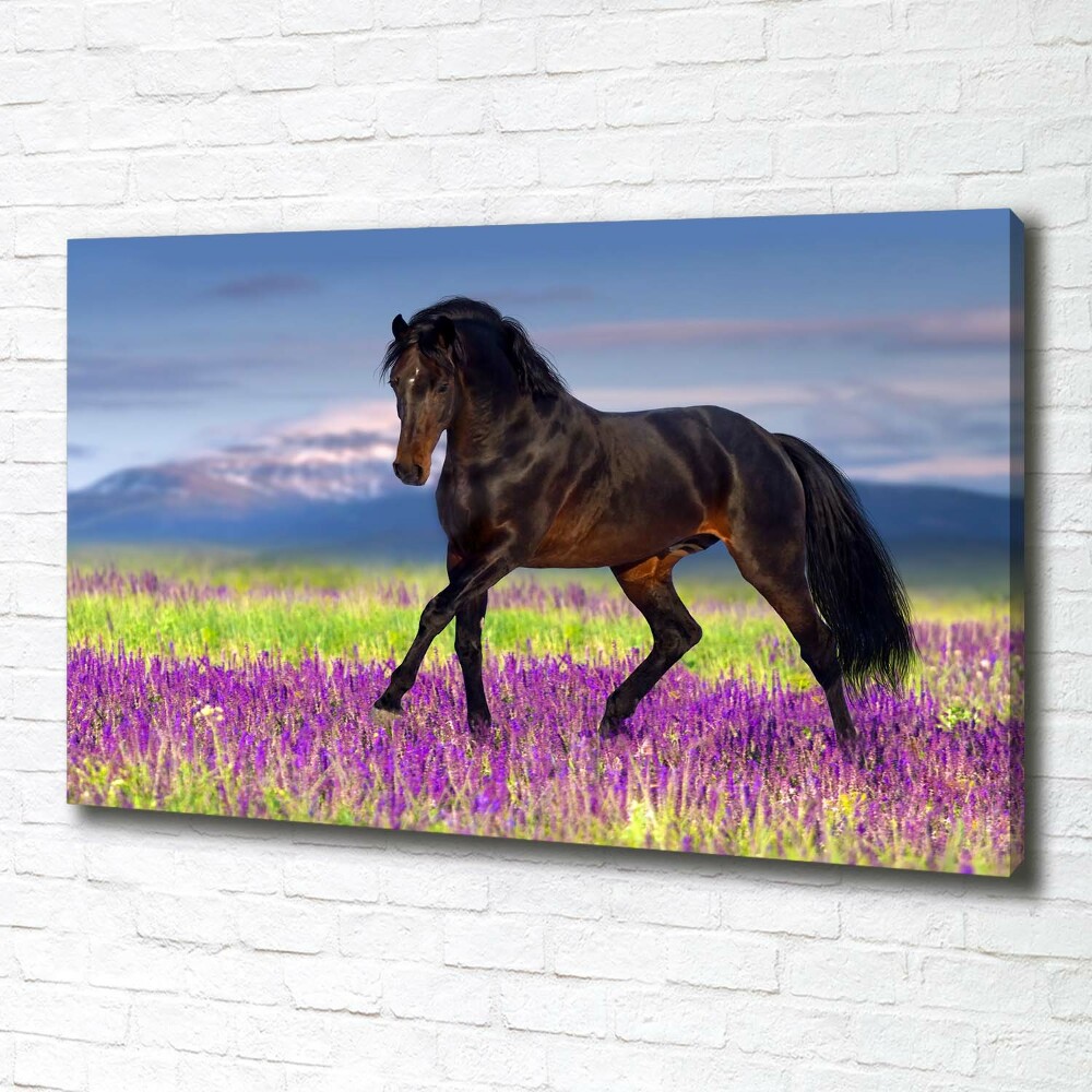 Tableau photo sur toile Cheval dans un champ de lavande