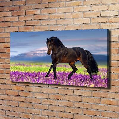 Tableau photo sur toile Cheval dans un champ de lavande