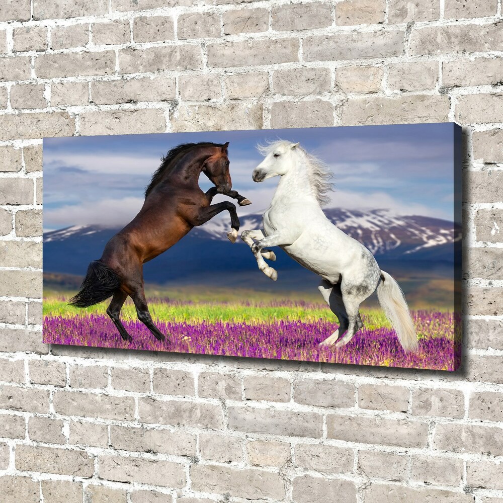 Tableau toile imprimée Combat de chevaux en montagne