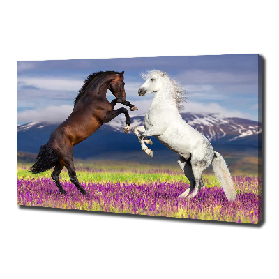 Tableau toile imprimée Combat de chevaux en montagne