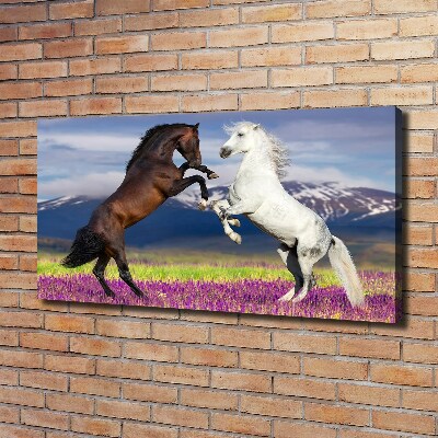 Tableau toile imprimée Combat de chevaux en montagne