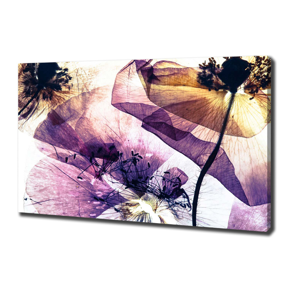 Tableau photo sur toile Coquelicots secs