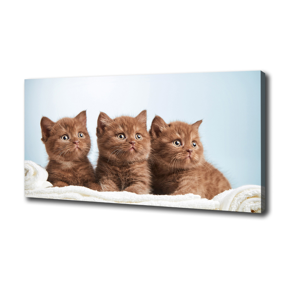 Tableau sur toile Chat sur une serviette