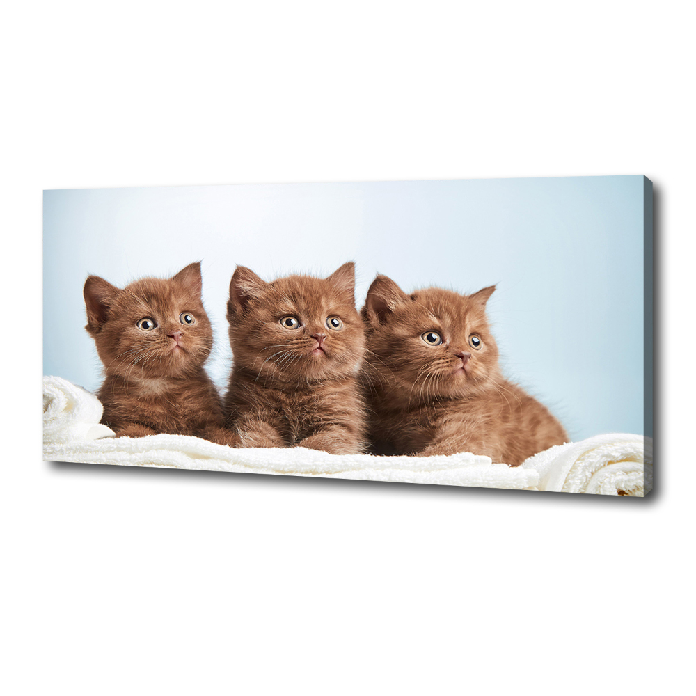 Tableau sur toile Chat sur une serviette