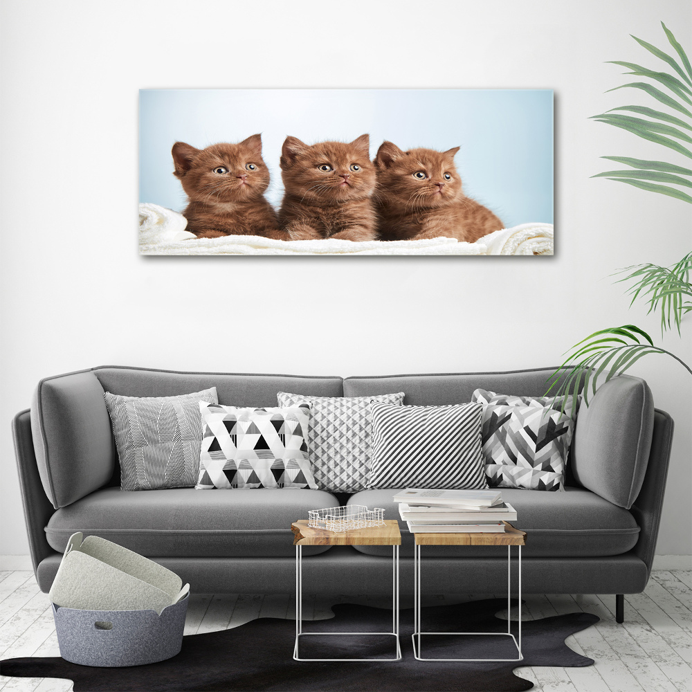 Tableau sur toile Chat sur une serviette