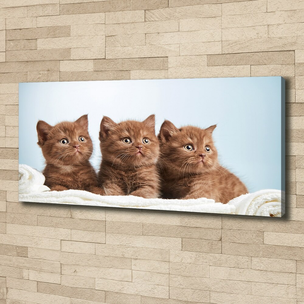 Tableau sur toile Chat sur une serviette