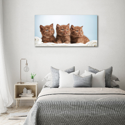 Tableau sur toile Chat sur une serviette