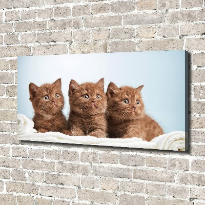 Tableau sur toile Chat sur une serviette