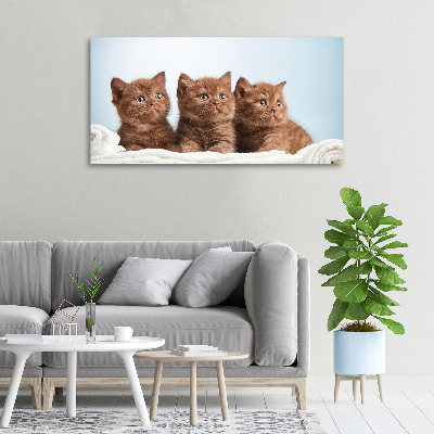 Tableau sur toile Chat sur une serviette