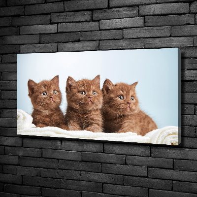 Tableau sur toile Chat sur une serviette